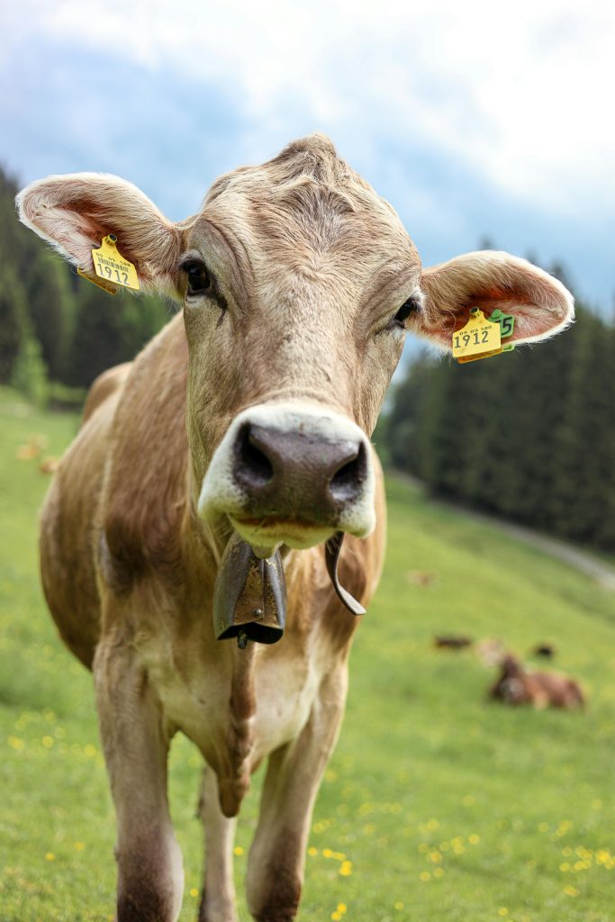 A brown cow with ear tags and bell in a lush green meadow of Oberstdorf, Germany.